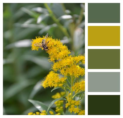 Goldenrod Insect Food Bee Image